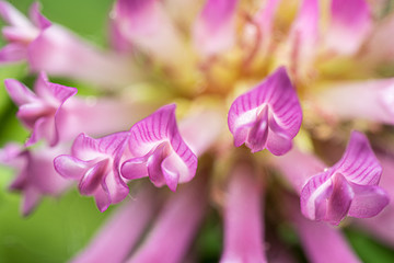 fiore di trifoglio 01 - close up di un fiore di trifoglio coi bellissimi fiori a cuore di colore rosa intenso e striato di bianco.