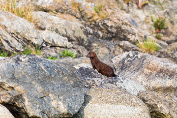 Mink on a rock by the shore of the Baltic Sea