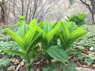 Obraz premium green and yellow