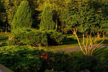 Bushes and shrubs with flowers and trees in a landscape park. Evening sun on the trees