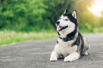 Portrait of adorable Siberian Husky dog lying on path in the park at sunset with copy space. Black and white Siberian husky with blue eyes © Alexey Laputin