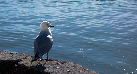 seagull on the rock