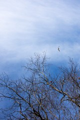 birds in the sky