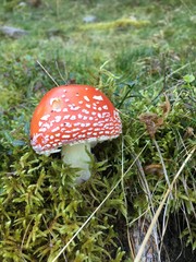 fly agaric mushroom