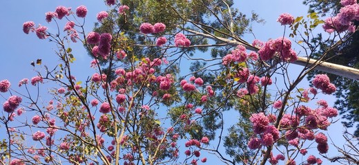 Pink ipe with beautiful blue sky