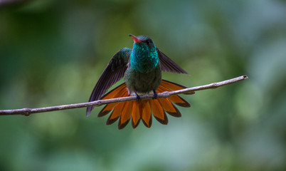 Close up Honduran Emerald Hummingbird shaking, Amazilia luciae. Hummingbird stretching wings. This bird is found only in Honduras. Green tropical background. Honduras.