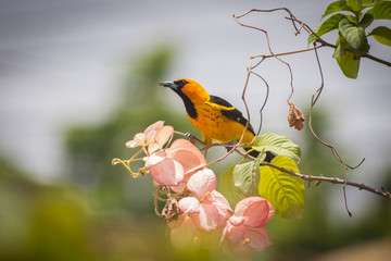 Spot-breasted Oriole on a branch. Icterus pectoralis