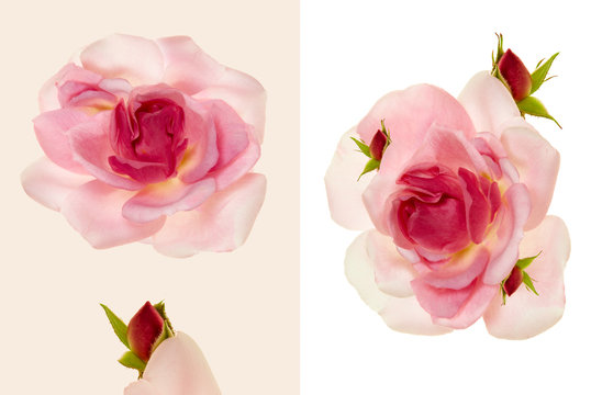 Top view of pink rose flower on light-beige and white backgrounds