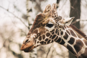 Portrait of a young male Reticulated Giraffe, Giraffa camelopardalis reticulata. Close up portrait of Masai giraffe. Giraffe head detail