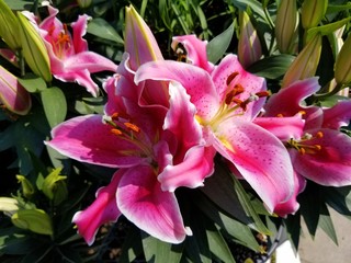 Bright pink oriental lily flowers at full bloom