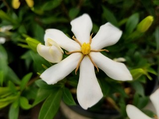 Fototapeta premium A white Gardenia 'Swan Maiden' flower at full bloom