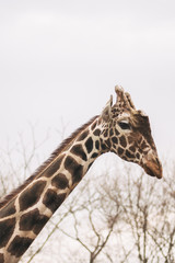 Portrait of a young male Reticulated Giraffe, Giraffa camelopardalis reticulata. Close up portrait of Masai giraffe. Giraffe head detail
