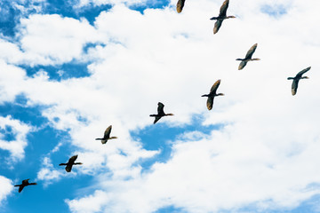 Birds in Flight