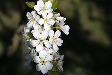 Spring flowers from the fruit orchard on a warm day