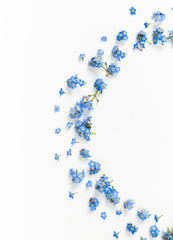 Macro Close Up of Adorable Tiny Blue Forget Me Not Flowers on White Background