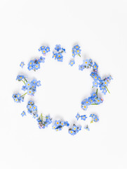 Macro Close Up of Adorable Tiny Blue Forget Me Not Flowers on White Background