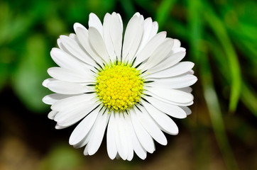 Obraz premium Chamomile