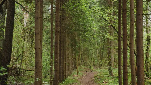 empty pine green forest in the afternoon shot forward flying