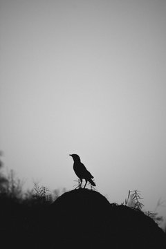 bird silhouette 