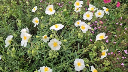 white spring flowers