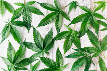 Cannabis is a standoff between a drug and a medicine. Green background of leaves.Close-up young hemp. Medicinal indica with CBD.Green cannabis leaves isolated on white background.