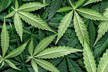 CBD Beautiful background green cannabis flowers.Cannabis Sativa Leaves On Dark - Medical Legal Marijuana