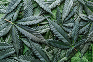 CBD Beautiful background green cannabis flowers.Cannabis Sativa Leaves On Dark - Medical Legal...