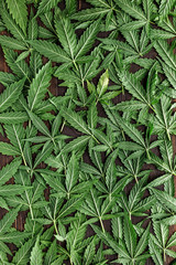 Naklejka na ściany i meble CBD Beautiful background green cannabis flowers.Cannabis Sativa Leaves On Dark - Medical Legal Marijuana