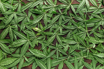 CBD Beautiful background green cannabis flowers.Cannabis Sativa Leaves On Dark - Medical Legal Marijuana