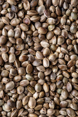  Many Cannabis seeds. Macro detail of marijuana seed. Organic Hemp seed. Hemp seeds background in macro.Medicinal cannabis with extract oil in a bottle