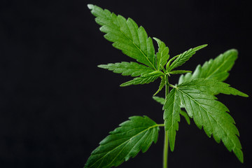 Marijuana leaves, cannabis on a dark background, beautiful background, indoor cultivation.Cannabis Plants Growing Indoor with Big Marijuana Buds