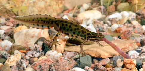 Teichmolch (Lissotriton vulgaris) frisst einen Regenwurm - Smooth newt feeds on an earthworm