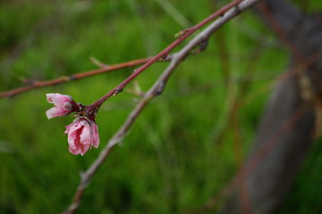 pink flowers of a tree