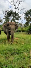 Obraz premium elephant in the river