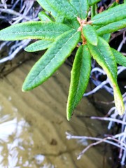 frozen leaves in winter