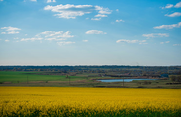 Fototapeta premium yellow fields, nature, freedom summer may rape 