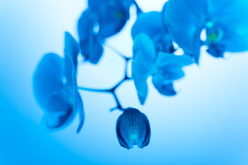 soft focus orchid flower in neon light, copy space, trend 2020 color Aqua menthe, classic blue