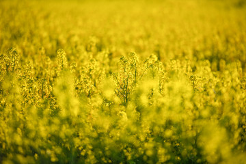 yellow fields, nature, freedom summer may rape