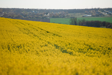 yellow fields, nature, freedom summer may rape