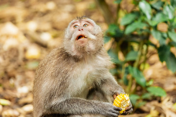 monkeys in the forests of asia