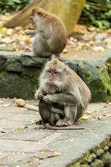 monkeys in the forests of asia