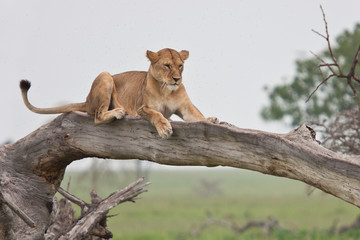 lioness rest after  hunting on tree east Africa national park selective focus
