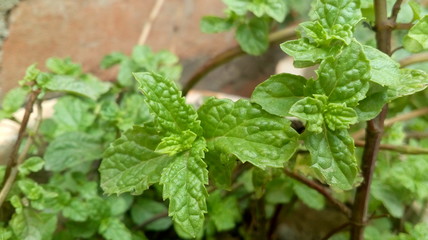 fresh mint leaves