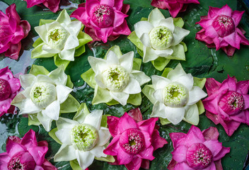 Blooming white pink lotus on green background