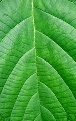 Background green leaves closeup