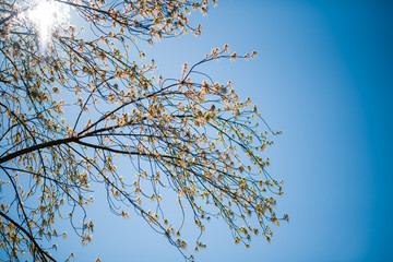 Obraz premium Sunlight flare view through spring tree with beautiful thin buds leaves