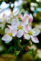 apple tree blossom