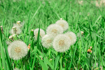 Green meadow of fluffy dandelions. The concept of spring. Sunny meadow