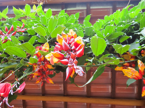 Thunbergia mysorensis, climbing vine with several flowers in lower view.