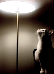 kot i lampa © DP.REPORT